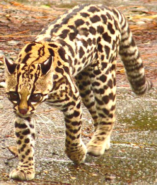 Gato-maracajá Foto de um gato-maracajá