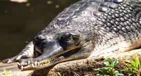 Foto de um crocodiliano gavial