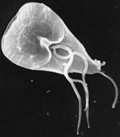 Giardia Lamblia: protozoário causador da Giardíase