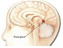 Localização da glândula pineal