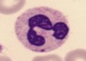 Neutrófilo: tipo de granulócito que atua na fagocitose