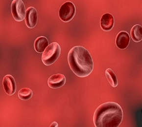 Hemácias do sangue humano