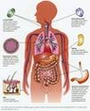 Histologia: estudo dos tecidos do corpo humano