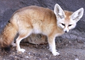 Conheça as características dos animais do deserto