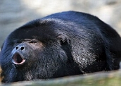 Bugio-preto