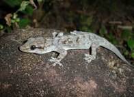 Phyllopezus pollicaris: presente em áreas secas e urbanas no Brasil.