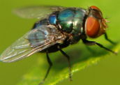 Mosca-varejeira: exemplo de inseto díptero