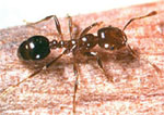 Formiga: um dos insetos mais populares