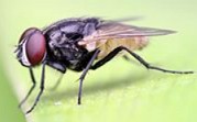 Mosca-doméstica: um dos insetos mais comuns em nosso cotidiano
