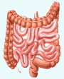 Intestino: absorção de nutrientes e água