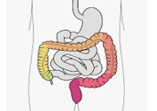 Intestino grosso: funções importantes no corpo humano.