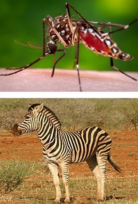 Mosquito e zebra Foto de um mosquito e de uma zebra