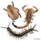Invertebrados: ausência de espinha dorsal