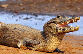 Foto de um jacaré-do-pantanal