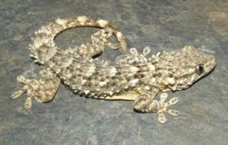Tarentola mauritanica Foto de uma lagartixa Tarentola mauritanica