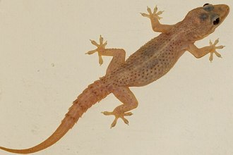 Lagartixa Doméstica Foto de uma lagartixa doméstica