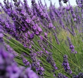 Foto de uma erva com flores compridas e roxas