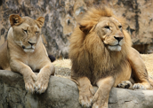 Leoa e Leão: o casal dos reis da selva