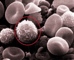 Células do sangue com destaque para um leucócito