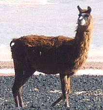 Foto de uma lhama, animal ruminantes
