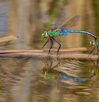 Libélula sobre a água Foto de uma libélula sobre a água