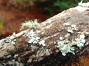 Liquens no galho de uma árvore