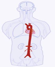 Ilustração mostrando a localização da aorta no corpo humana