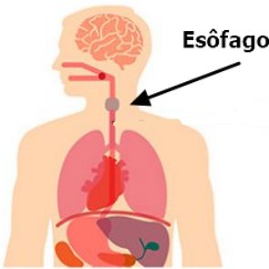 Desenho mostrando a localização do esôfago nos seres humanos