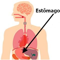 Desenho da localização do estômago humano