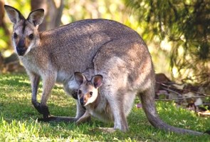Foto de uma mãe canguru com filhote