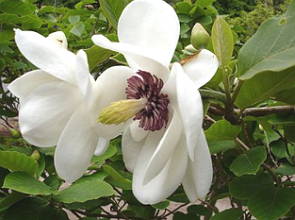 Magnólia com flor branca