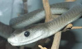 Foto de uma cobra Mamba-negra enrolada num galho