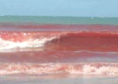 Maré vermelha: aumento de microalgas no mar.