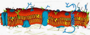 Figura de membrana plasmática