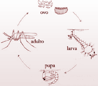 Metamorfose do mosquito