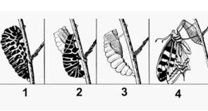 Metamorfose da borboleta