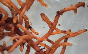 Imagem de uma micorriza