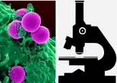 Microbiologia Ambiental: área de grande importância da Biologia