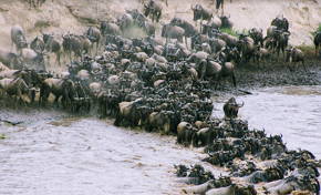 Migração de gnus na África