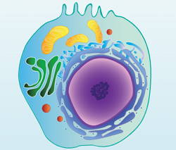Modelo de uma célula animal