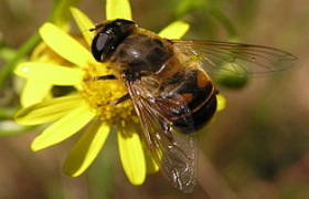 Foto de uma mosca da flor fazendo mimetismo