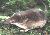 Musaranho: um roedor insetívoro