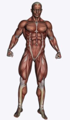 Ilustração mostrando os músculos do corpo humano