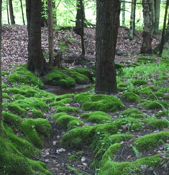Foto mostrando tufos de musgos no solo de uma floresta