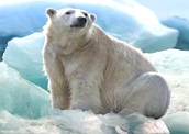 Foto de um urso-polar