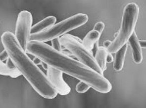 Imagem de microscópio do Mycobacterium tuberculosis