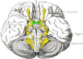 Nervos cranianos: funções sensitivas e motoras