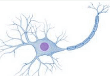 Neurônio: a célula nervosa do corpo humano