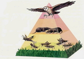 Níveis Tróficos: posição na pirâmide ecológica