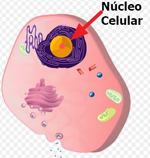 Localização do núcleo celular